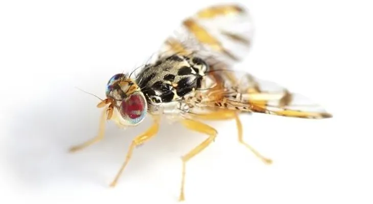 La Mosca del Mediterráneo