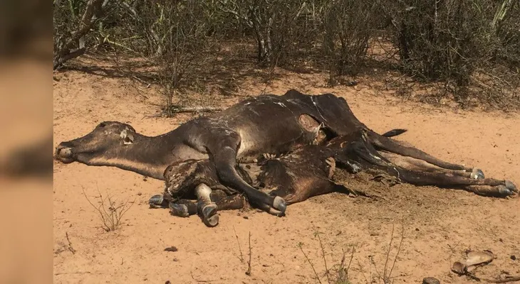 Animales escuálidos, tierra resquebrajada y escasez: el rastro de la sequía en Bolivia
