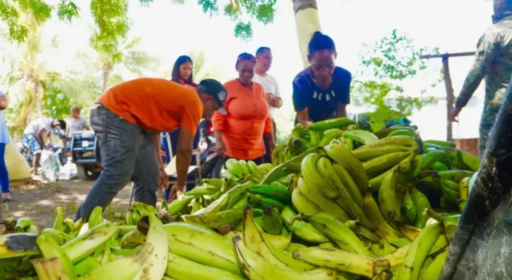 Precio del plátano varía de RD$4.50 en finca a más de RD$23 en mercados de Santo Domingo