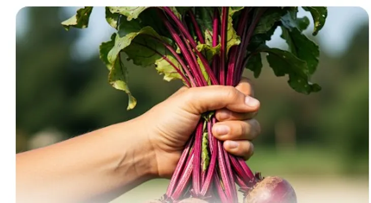 Beets: Clear Vision, Healthy Colon, and Slender Figure