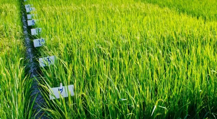 Tres proteínas extraída del arroz evitan que el VIH penetre en células humanas