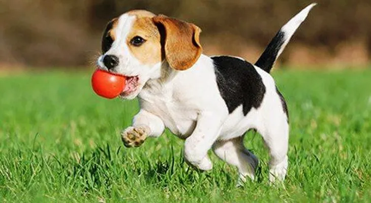  Los perros entienden palabras humanas, dicho por neurocientificos 