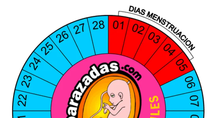 Cuáles son los días fértiles de la mujer