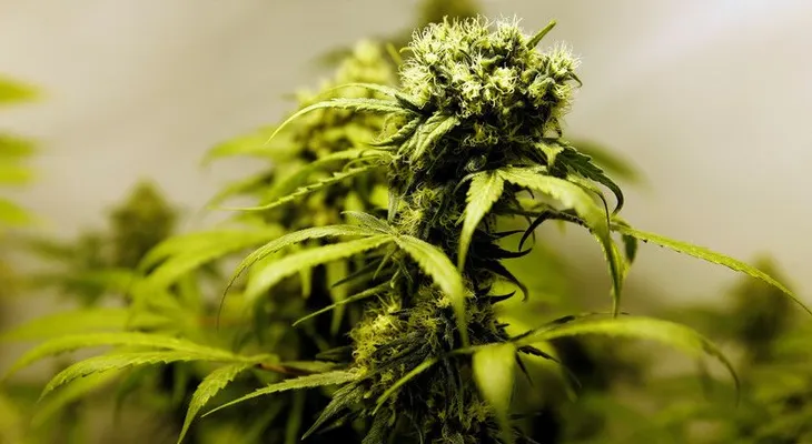 Científicos buscan determinar si el cannabis sirve para tratar el eccema, la psoriasis y otras enfermedades  