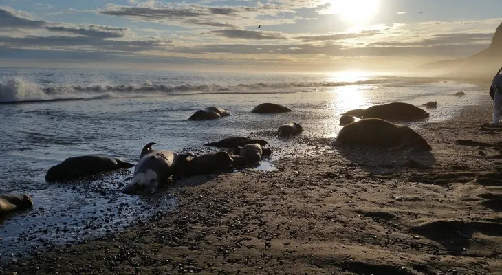 Hallan 25 morsas muertas en la costa de Alaska; autoridades investigan