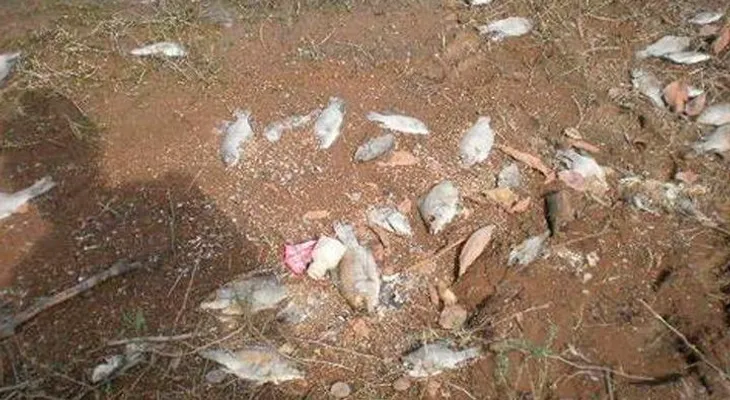 Encuentran miles de peces muertos en presa de Hatillo y el Río Yuna 