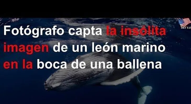 Una ballena se traga un león marino; impactante imagen 