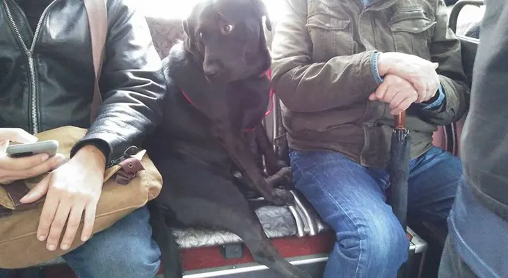 Eclipse, la perrita que viaja sola en colectivo para ir al parque