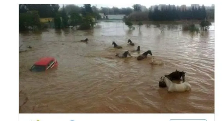 Decenas de animales amenazados por las inundaciones que azotan el sur de España