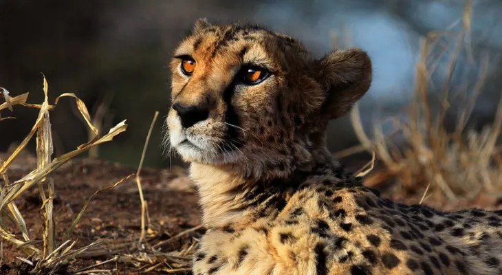 El guepardo, el animal terrestre más rápido del mundo, corre hacia la extinción