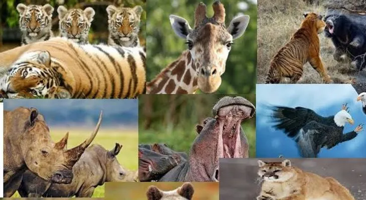 OMS tira indirecta a China: Recomienda prohibir la venta carne de animales salvajes 