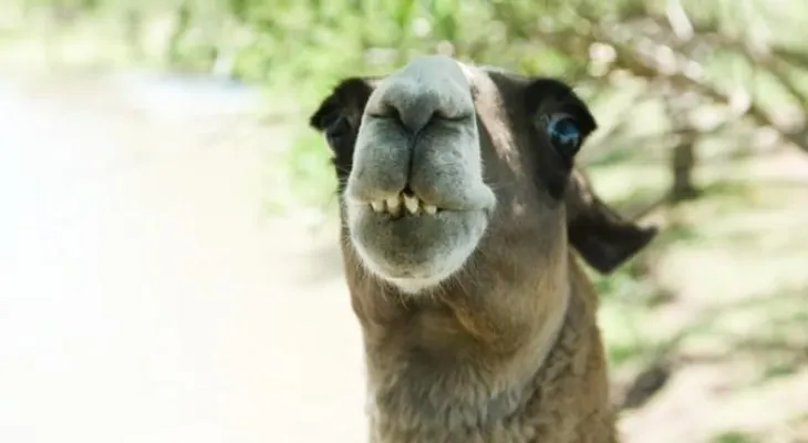 Anticuerpos de las llamas, mamíferos artiodáctilos, ayudarían contra el coronavirus 