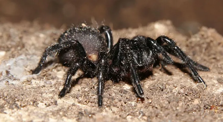 Uno de los venenos de araña más mortíferos puede ser clave para proteger el cerebro