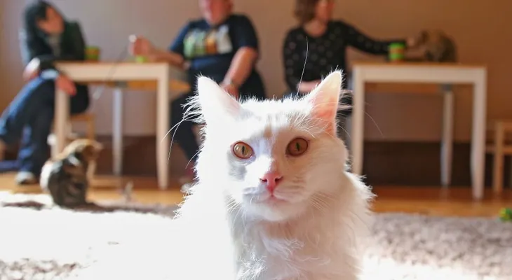 ¿Por qué Australia quiere matar a 2 millones de gatos salvajes?