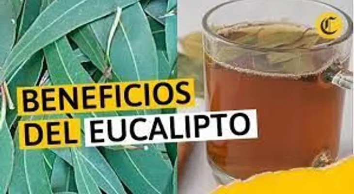 Médico y catedrático aconseja cómo protegerte de enfermedades, colocando eucalipto en la casa