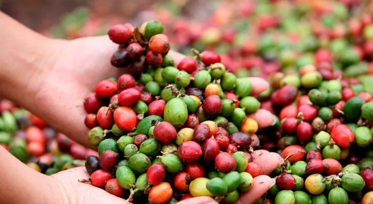 Firma comercial Rusa anuncia disposición comprar café producidos en el país