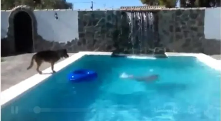 Increíble como este perro salva a un hombre de ahogarse (VIDEO)