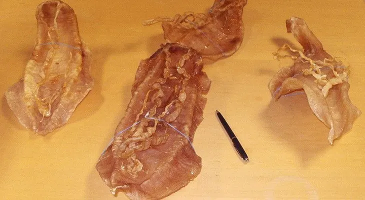 Doble ataque: la cocaína acuática acaba con dos especies en México