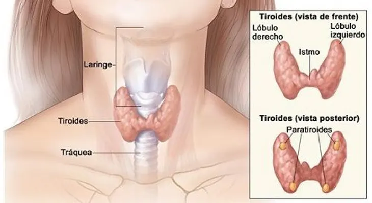Cómo detectar problemas de tiroides a tiempo