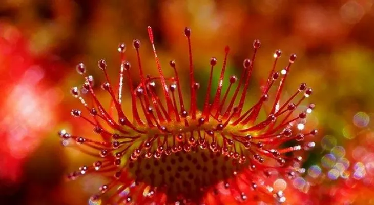Las 5 plantas carnívoras más impactantes del mundo