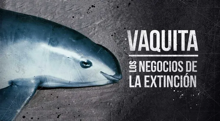 Vaquita marina: el negocio detrás de la extinción