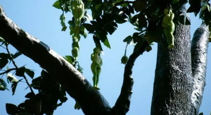 Narilatha, ¿una bella flor con cuerpo de mujer?