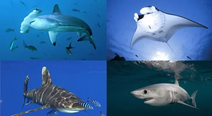 RD adopta protocolo para regular pesca de 5 especies de tiburones y mantarrayas 