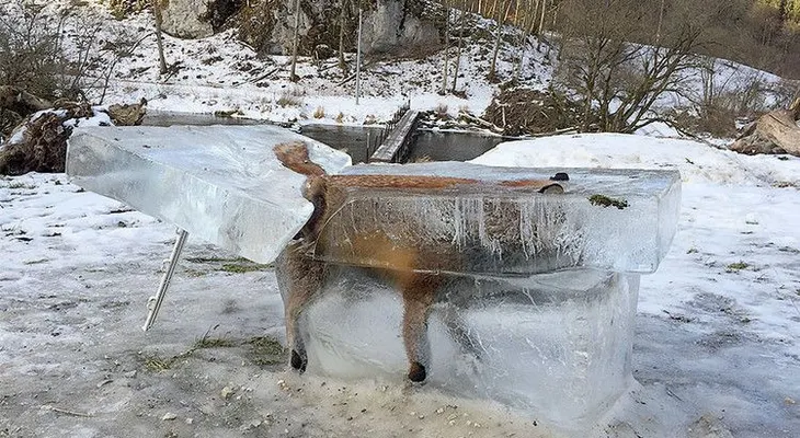 La foto de un zorro congelado en un bloque de hielo se vuelve tendencia en las redes