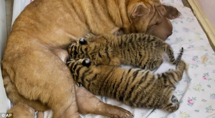 Rusia: Una perra adopta dos cachorros de tigre abandonados por su madre 