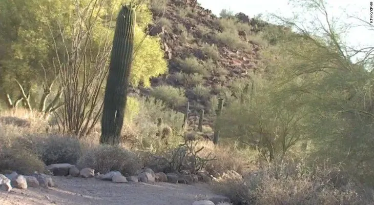 Hombre muere tras ser picado por más de 1.000 abejas en Arizona
