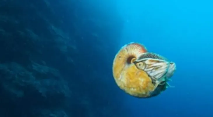 Animal marino considerado fósil viviente reaparece