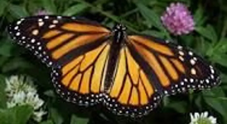 El extraño caso de una niña que tiene alas de mariposa