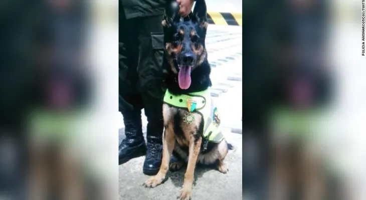 Sombra, la perrita policía que está en la mira de la mafia colombiana