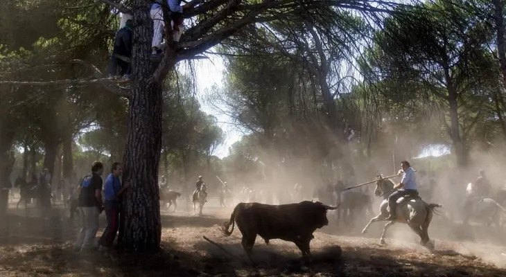 ¿Tradición o tortura animal? El polémico festejo del Toro de la Vega en España