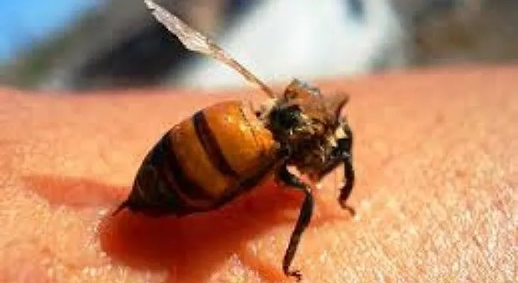 Muere joven por picadura de una abeja