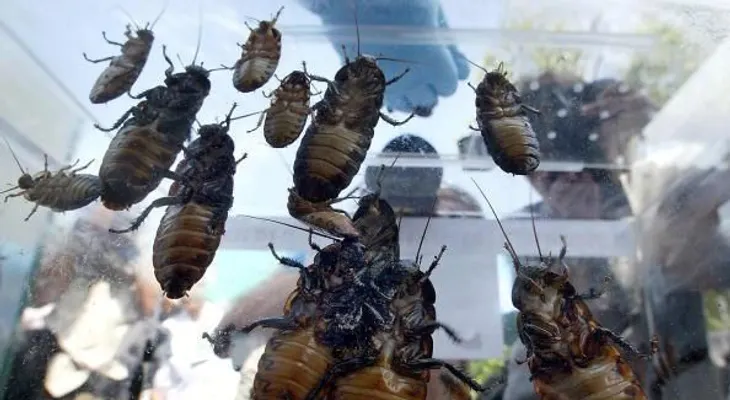 El nombre de una cucaracha, la venganza de Atlanta por la victoria de los Patriots en el Super Bowl