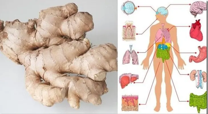 El jengibre despierta en deseo sexual y te da más potencia; 15  beneficios para tu salud si lo consumes a diario