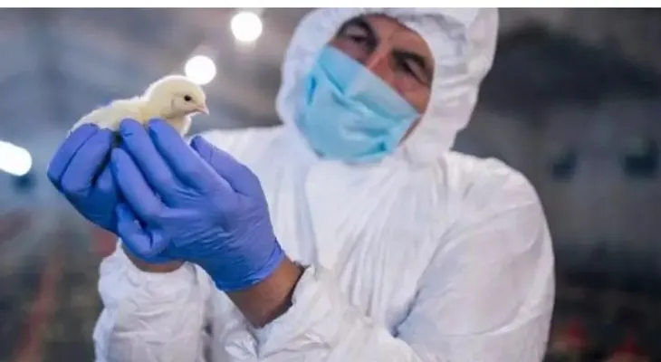 Confirman 66 casos de gripe aviar en humanos en EEUU