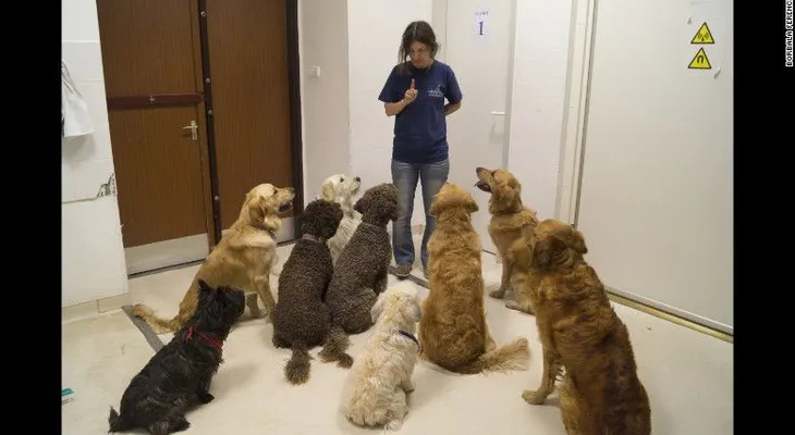 Tu perro entiende lo que le dices más de lo que te imaginas