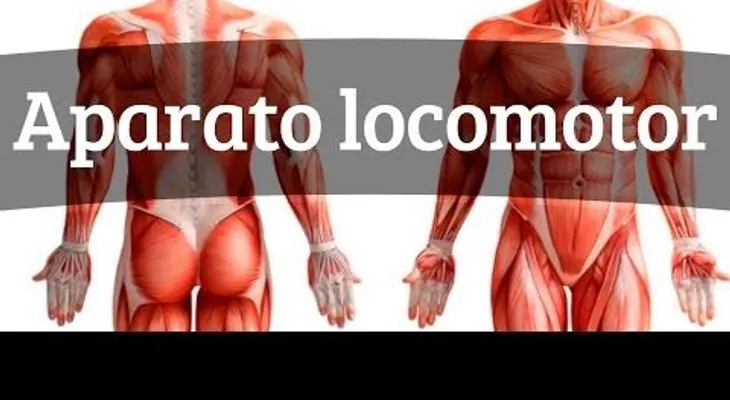 El aparato locomotor: Cómo está integrado