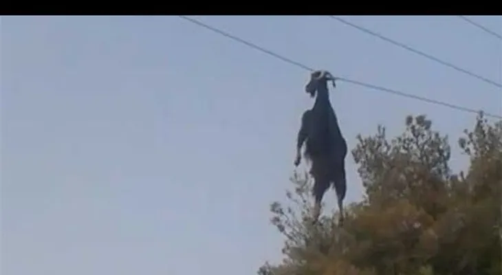 Esta cabra se quedó colgada de una línea de alta tensión. ¿Cómo pudo suceder? (VIDEO)