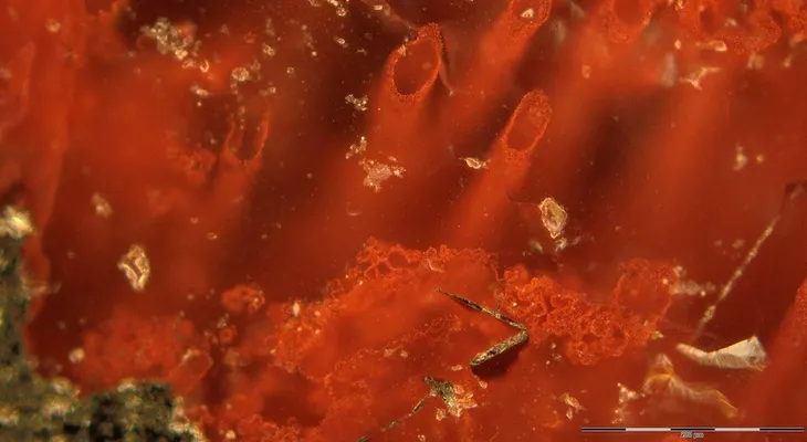 Investigadores afirman haber hallado los microfósiles más antiguos del mundo