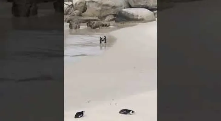 La hermosa pareja de pingüinos paseándose "de la mano" que invade las redes