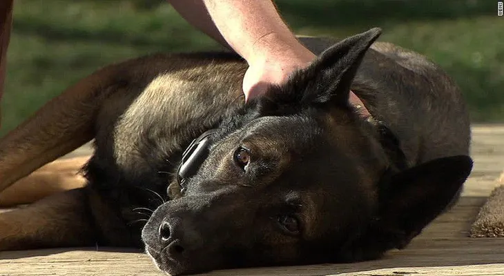 Oficial retirado logra quedarse con su compañero canino