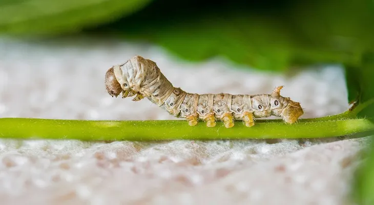 Desarrollan en Japón un test de anticuerpos de covid usando gusanos de seda