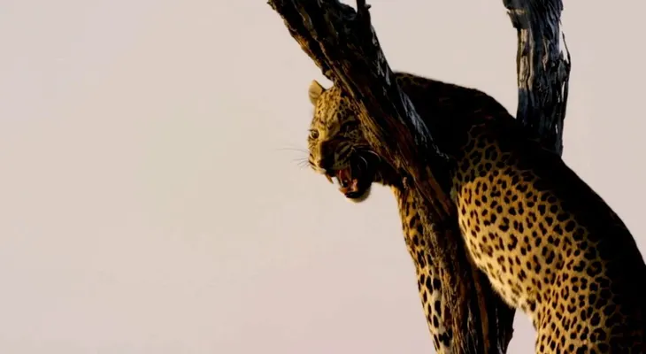 El video de un actor de Harry Potter atacado por un leopardo en Botsuana