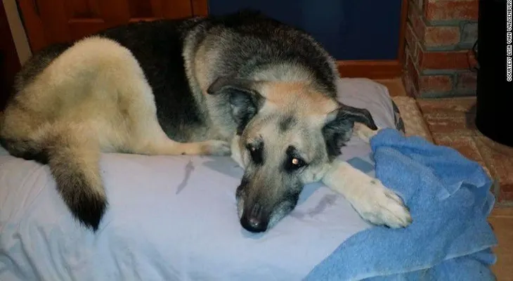 Rescatan a un perro que estuvo enterrado en el barro durante 72 horas