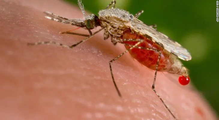 Científicos crean un mosquito que bloquea la malaria