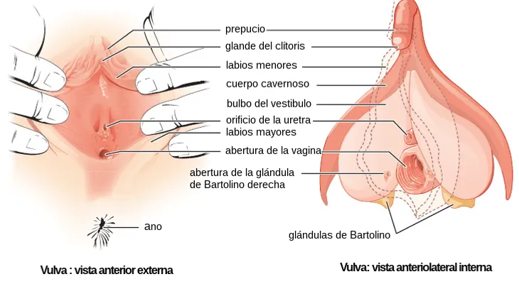 ¿Por qué el clítoris no recibe la atención que se merece?