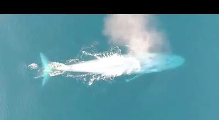 Un raro video de una ballena azul sorprende a los científicos